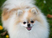 5* K C Registered Pomeranians puppies