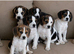 Beautiful Beagle puppies, ready for their new homes