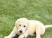 KC Reg Golden Retriever Puppies