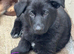 German Shepherd puppies