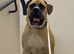 Boerboel pup