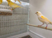 2025 yellow dimorphic hen