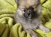 Pomeranian puppies ready now 2 males