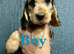 Show type KC Reg Cocker Spaniels from  dna tested parents.