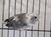Parrotlets