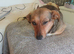 BELLA – The Little Street Dog Who Chose To Trust