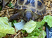 GARDEN TORTOISES CB in 2024 BIGGER than normally offered