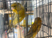 Yorkshire canaries for sale