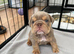 KC registered English Bulldogs