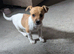 Jack Russell rare colours only two left reduced