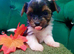 Biewer Terrier