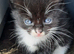 Gorgeous Kittens available soon!