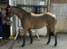 Part bred Arab 13&rsquo;2 hands mare