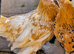 Sablepoot Pullets