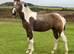 2025 Buckskin Tobiano Gelding
