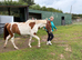 Beautiful coloured filly