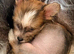 Chinese crested x chihuahua puppies