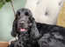 KC reg show cocker for stud - Fully health tested