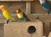 Beautiful love birds