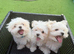 Pure Korean Maltese puppies