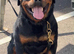 Pure German Rottweiler Male For Sale