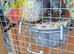 3 green cheek conures