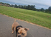 American pocket bully