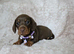 Beautiful smooth mini dachshunds
