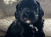 F1B Toy Cockapoo puppies 2 left