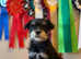 Black & silver KC miniature schnauzer stud