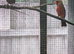 red cardinals