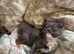 Ragdoll kittens born 10/07/26, 2 left