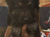 3 girl German shepards