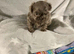 imperial shih tzu