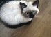 3 beautiful Himalayan Persian kittens