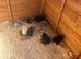 Pekin hens black and lavender