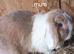 Gorgeous mini lops