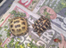 2 tortoise and set up