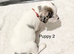 Jack Russell Puppys, NOW READY, Top quality Bloodlines