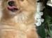 Ready female Pom