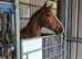 Super talented ponyclub/ridingclub type