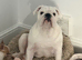 7 month old full pedigree KC registered English Bulldog