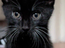 Rehoming our beloved 3 months old kittens