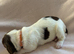 Female English Springer Spaniel Puppy