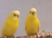1 pair of budgies