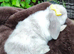 Mini lop