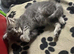 Maine coon pure American kittens