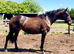 15hh 4 year old mare