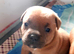 Red Staffy Pups