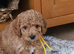 Red Toy Cavapoochon small puppies